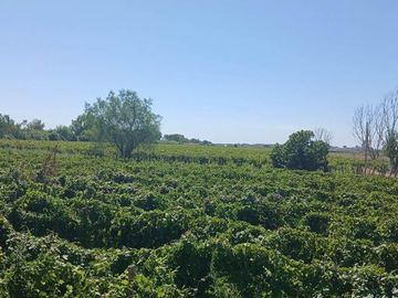 VENTA Finca 23 Ha – COLONIA MOLINA, GUAYMALLÉN