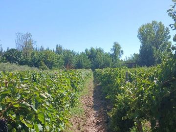 VENTA Finca 23 Ha – COLONIA MOLINA, GUAYMALLÉN
