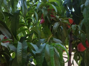 SE VENDE AMPLIA PROPIEDAD CANELO SAN JOSÉ DE MAIPO