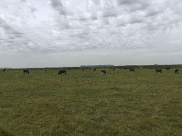 CAMPO GANADERO EN VENTA CAÑUELAS 90 HECTAREAS