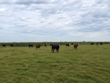 CAMPO GANADERO EN VENTA CAÑUELAS 90 HECTAREAS