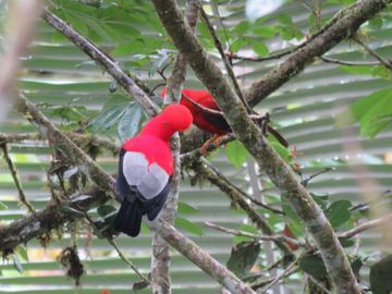 MGA / VENTA HACIENDA, NANEGALITO, ECUADOR