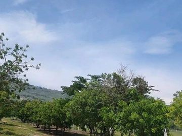 LOTES EN VENTA EN FRACCIONAMIENTO EL SABINO EN MUNICIPIO DE OCOZOCUAUTLA