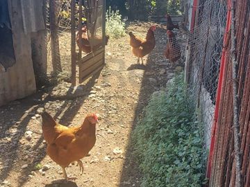 Ranchos en Venta en El Pastor