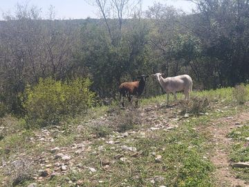 Ranchos en Venta en El Pastor