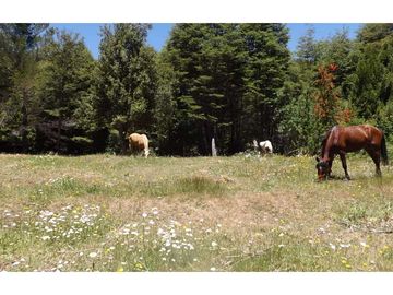Campo en venta en Pucón 200 Hectáreas
