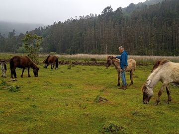 Terreno en Valdivia: Naturaleza y Comodidad