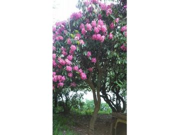Terreno en Valdivia: Naturaleza y Comodidad
