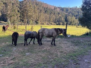 Terreno en Valdivia: Naturaleza y Comodidad
