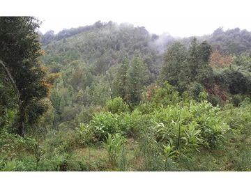 Terreno en Valdivia: Naturaleza y Comodidad