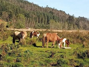 Terreno en Valdivia: Naturaleza y Comodidad