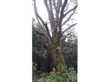 Terreno en Valdivia: Naturaleza y Comodidad