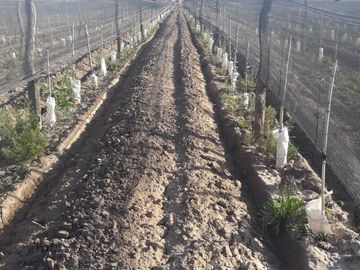VENTA Finca 8 Ha – CUADRO NACIONAL, SAN RAFAEL MZA