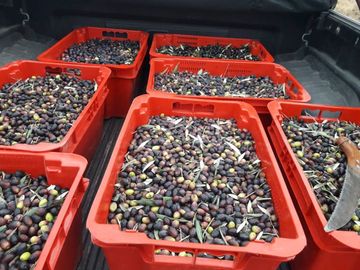 VENTA Finca 8 Ha – CUADRO NACIONAL, SAN RAFAEL MZA