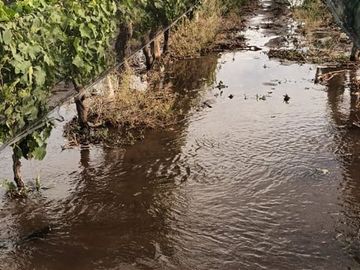 VENTA Finca 8 Ha – CUADRO NACIONAL, SAN RAFAEL MZA