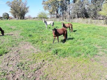 Venta Campo 1/2Ha, Partido de Luján