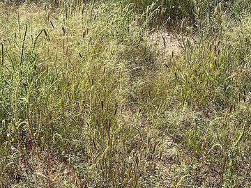 OPORTUNIDAD ÚNICA: VENTA DE RANCHO MIXTO (AGRICULTOR Y GANADERO) CON ALTO POTENCIAL HÍDRICO, Fergo