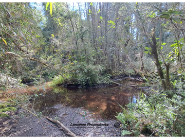 OPORTUNIDAD CAMPO 52 HA EN FREIRE CON GRAN PROYECCION