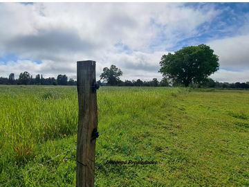 OPORTUNIDAD CAMPO 52 HA EN FREIRE CON GRAN PROYECCION