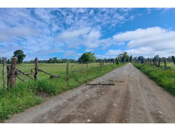 OPORTUNIDAD CAMPO 52 HA EN FREIRE CON GRAN PROYECCION