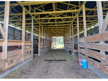 OPORTUNIDAD CAMPO 52 HA EN FREIRE CON GRAN PROYECCION