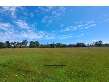 OPORTUNIDAD CAMPO 52 HA EN FREIRE CON GRAN PROYECCION