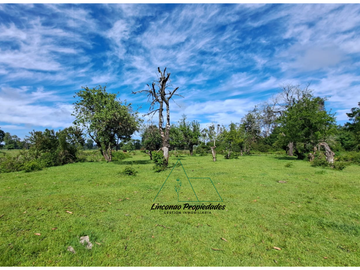 OPORTUNIDAD CAMPO 52 HA EN FREIRE CON GRAN PROYECCION