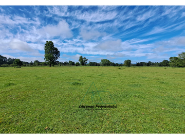 OPORTUNIDAD CAMPO 52 HA EN FREIRE CON GRAN PROYECCION