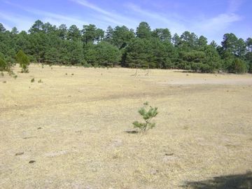 Terreno Basaseachi