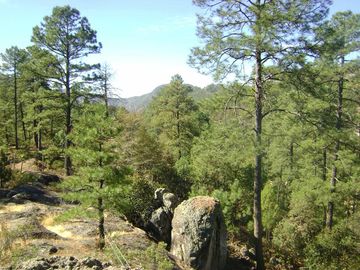 Terreno Basaseachi