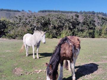 Parcela en venta  en ALGARROBO
