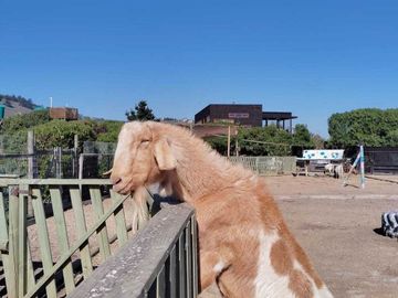 Parcela en venta  en ALGARROBO