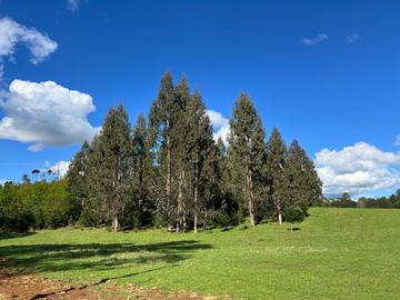 Parcela en venta  en VILLARRICA