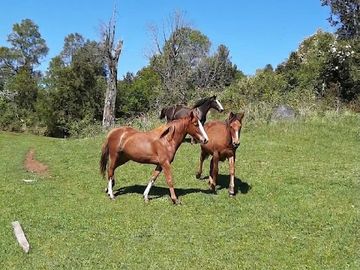 Parcela en venta  en PAILLACO