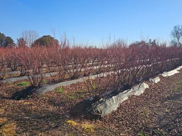 Parcela en venta  en VILCÚN