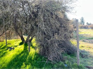 VENDE TERRENO 5000 M2 LOTEO CAUPOLICAN - PENCAHUE