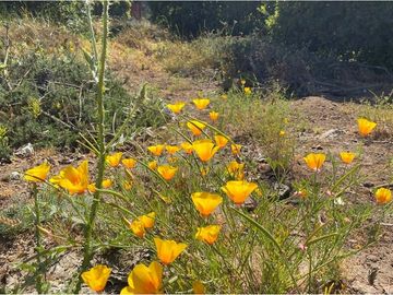 TERRENO 1.500m² Alta plusvalía en Reñaca Los Pinos
