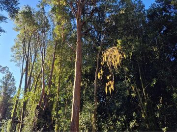 CAMPO-BOSQUE NATIVO 253 HECTAREAS CHILOE