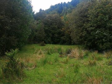 CAMPO-BOSQUE NATIVO 253 HECTAREAS CHILOE