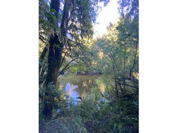 CAMPO-BOSQUE NATIVO 253 HECTAREAS CHILOE