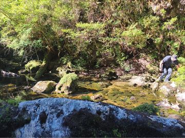 CAMPO-BOSQUE NATIVO 253 HECTAREAS CHILOE