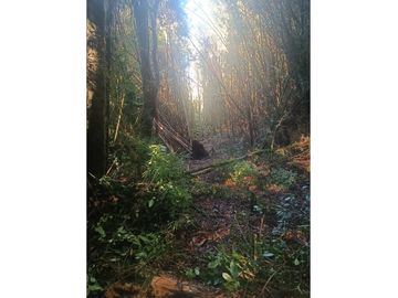 CAMPO-BOSQUE NATIVO 253 HECTAREAS CHILOE