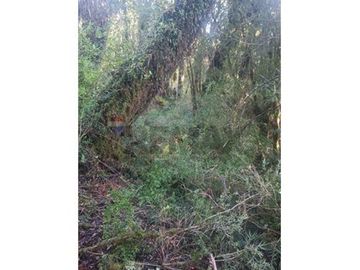 CAMPO-BOSQUE NATIVO 253 HECTAREAS CHILOE