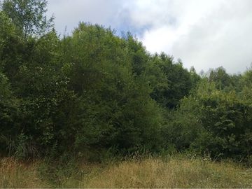 Parcelas de agrado en Paillaco - Lotes disponibles