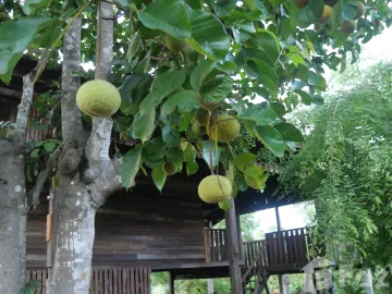 2 Bedroom House for sale in Wo Kaeo, Lampang