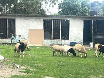 Terreno habitacional en venta en San Diego, Texcoco, México