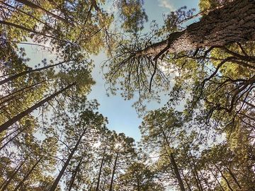 Terrenos Campestres de Ensueño en Tapalpa. Bosques de la Cañada.