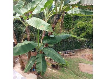 Finca en Venta, San Jerónimo