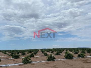 CAMPOS AGRICOLAS EN VENTA  SANTA EDITH????