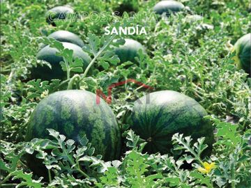 CAMPOS AGRICOLAS EN VENTA  SANTA EDITH????